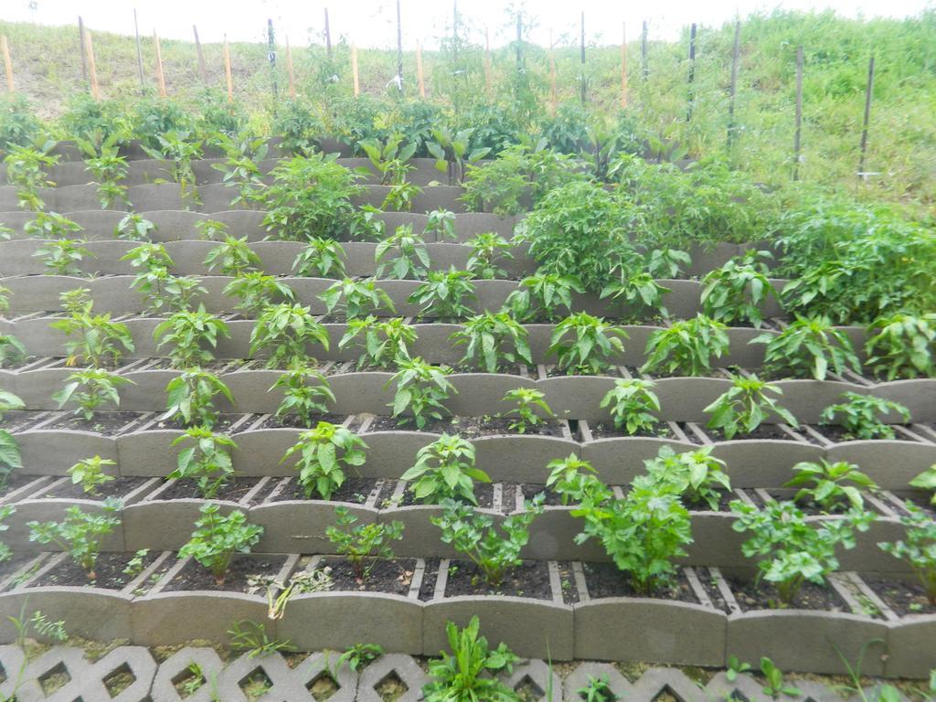 Pensiunea Violeta Saschiz Ngoại thất bức ảnh